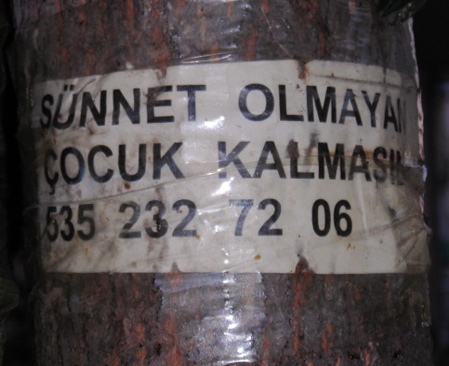 Circumcision Tree Ad
